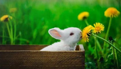 开云线上入口-NBA：魔术主场险胜爵士 篮网轻取奇才 黄蜂九连胜